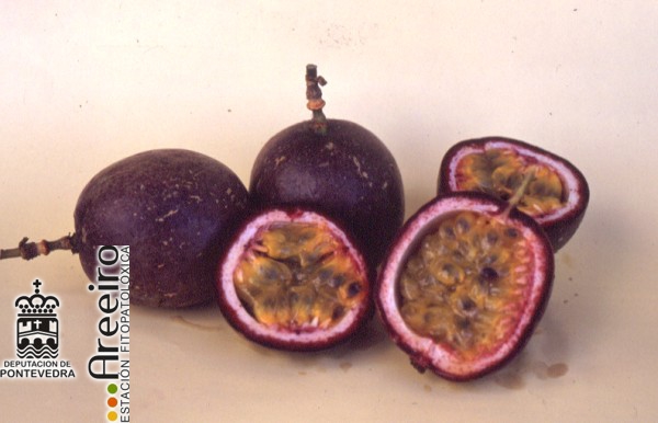 Maracuya - Passion Fruit - Maracuia (Passiflora edulis) >> Maracuya (Passiflora edulis) - Interior y exterior del fruto.jpg